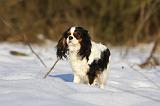 CAVALIER KING CHARLES 433